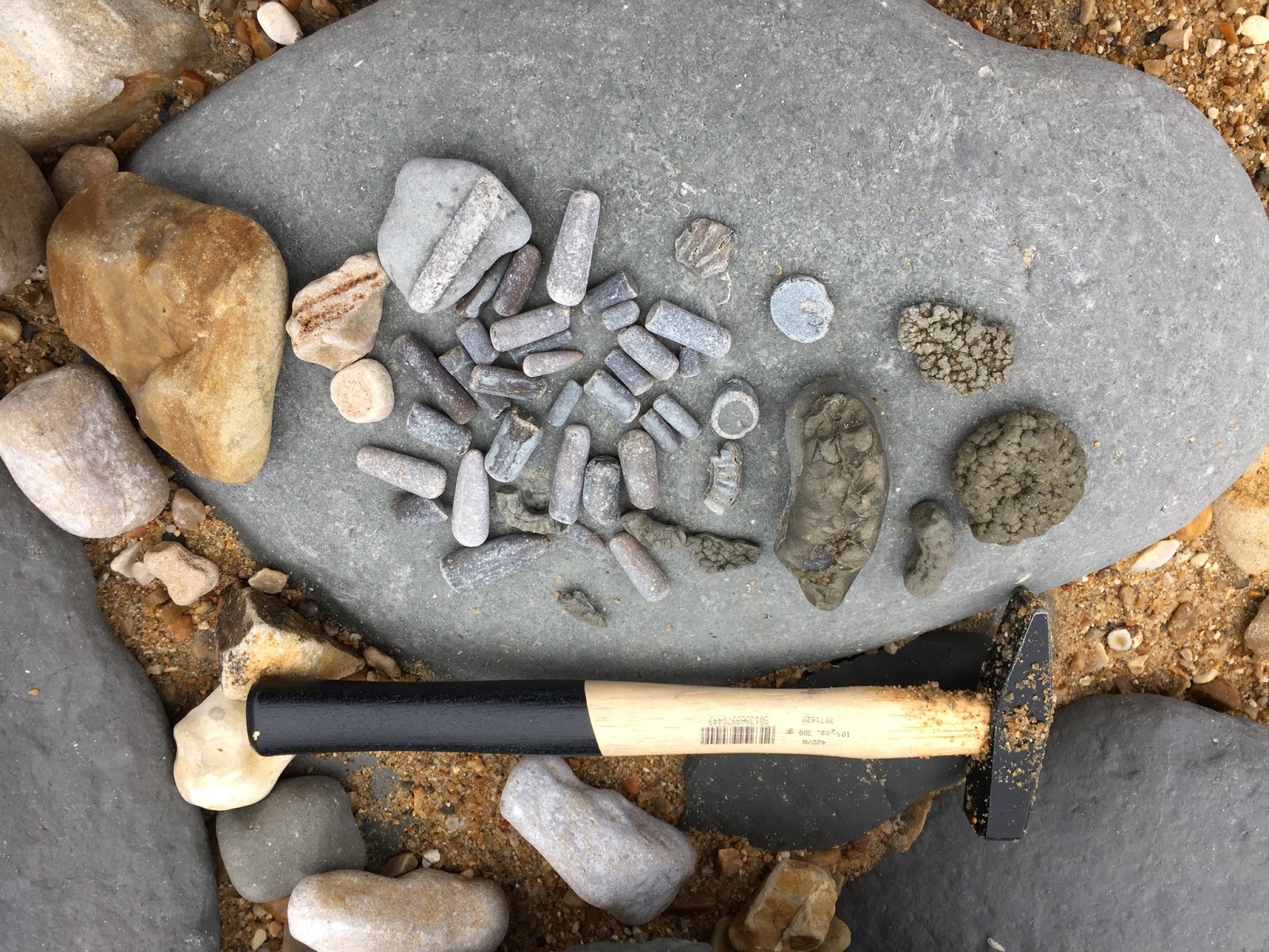 parttime Naturalist Fossil Hunting Charmouth, Dorset