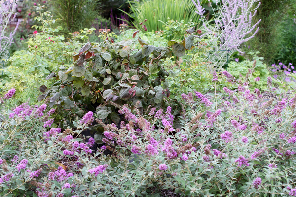Blog Of An Ancient Gardener Deer Country 8 Four Resistant Shrubs