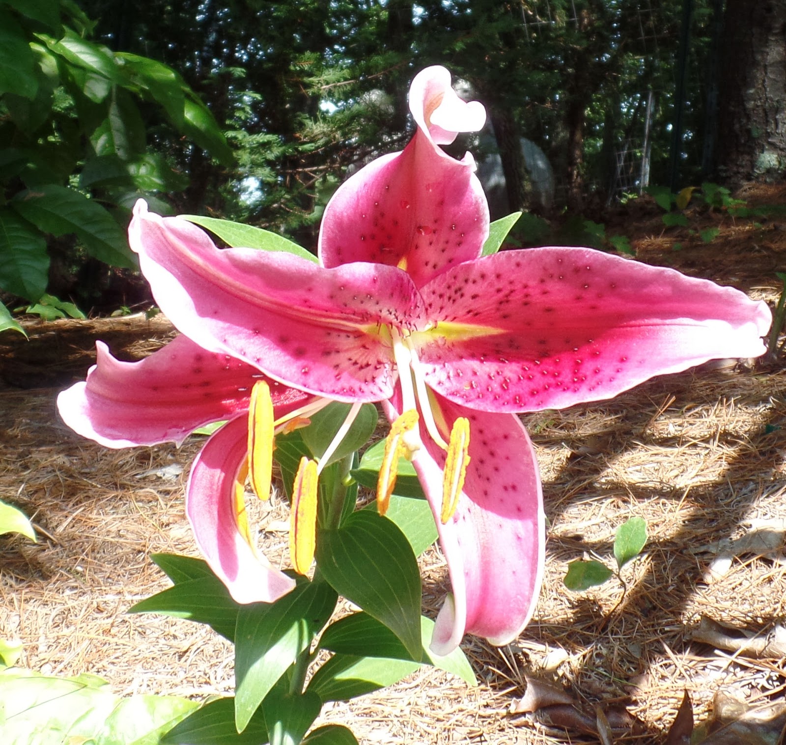 Blue Starr Gallery Asiatic Lily