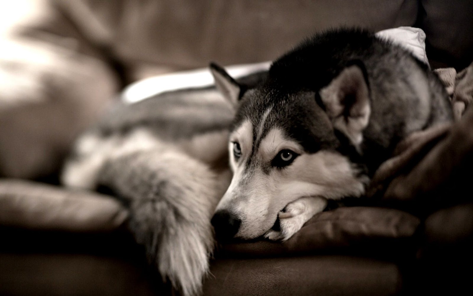 Siberian Huskies Wallpaper
