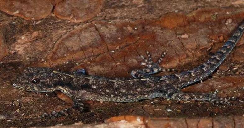 Species New to Science [Herpetology • 2017] Cnemaspis kandambyi • A