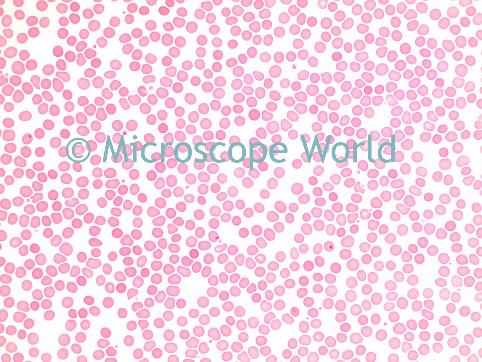Microscope Slides Microscope Slides Blood Cells