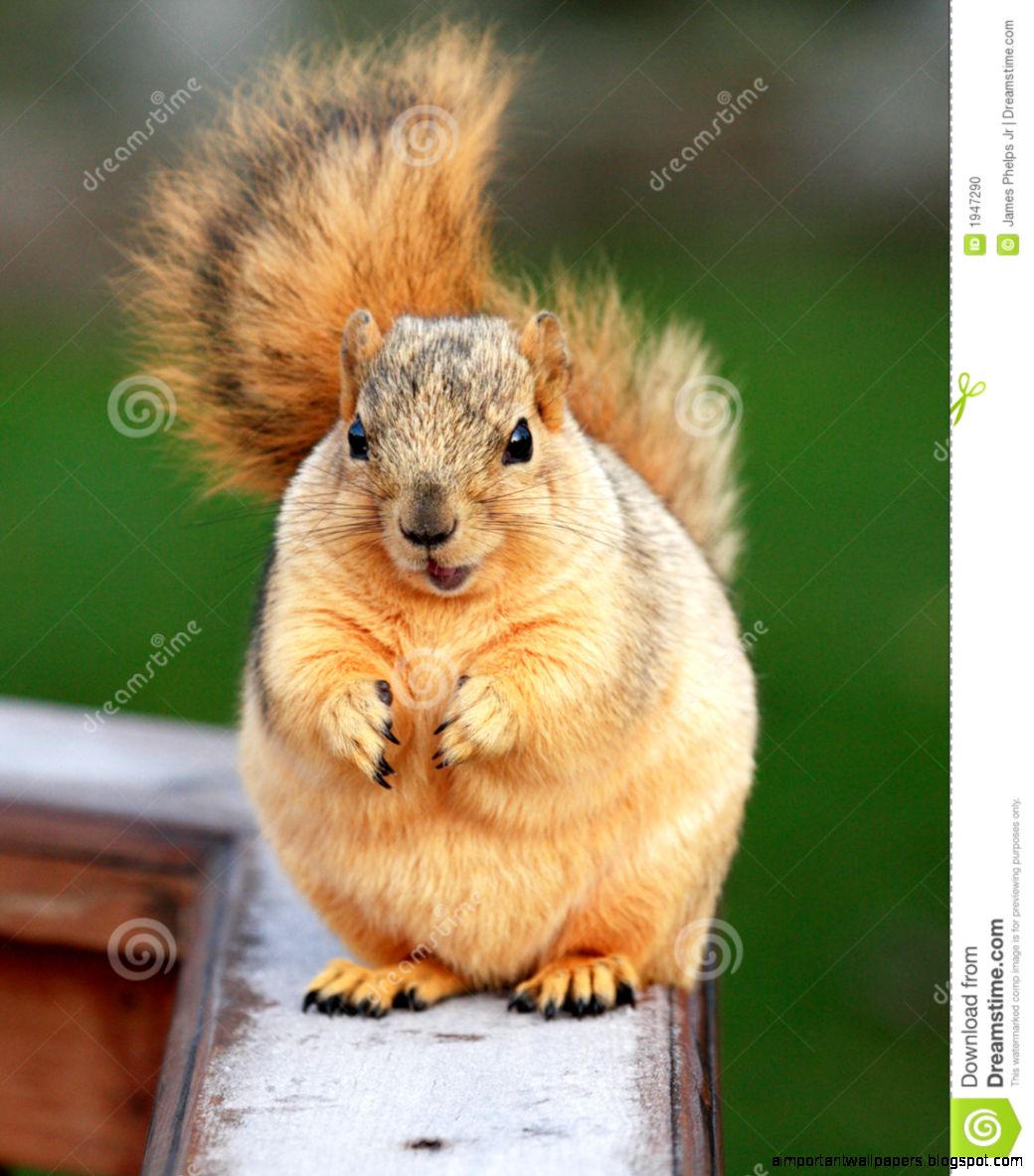 Cute Squirrel Begging Stock Photo   Image 1947290