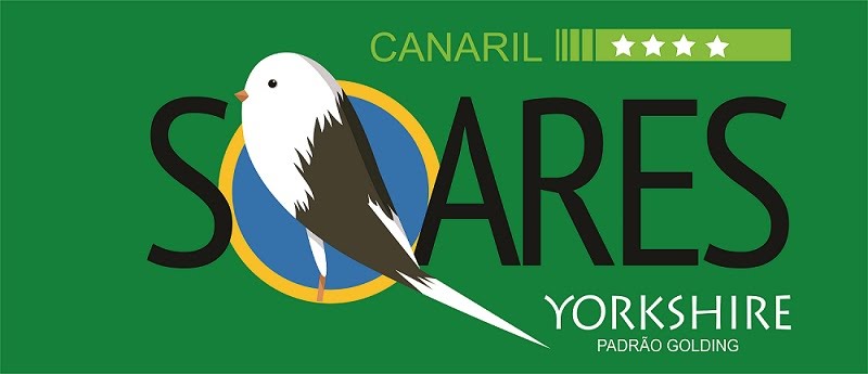 Canaril Soares - Canários Yorkshire