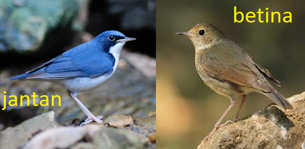 Ragam Burung Berkecet Jbbkicau