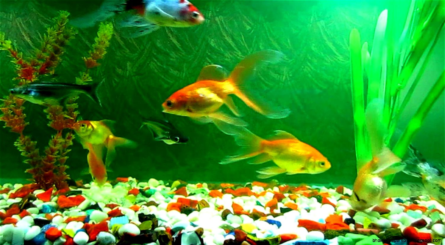 Desktop Background Fish Tanks Aquariums
