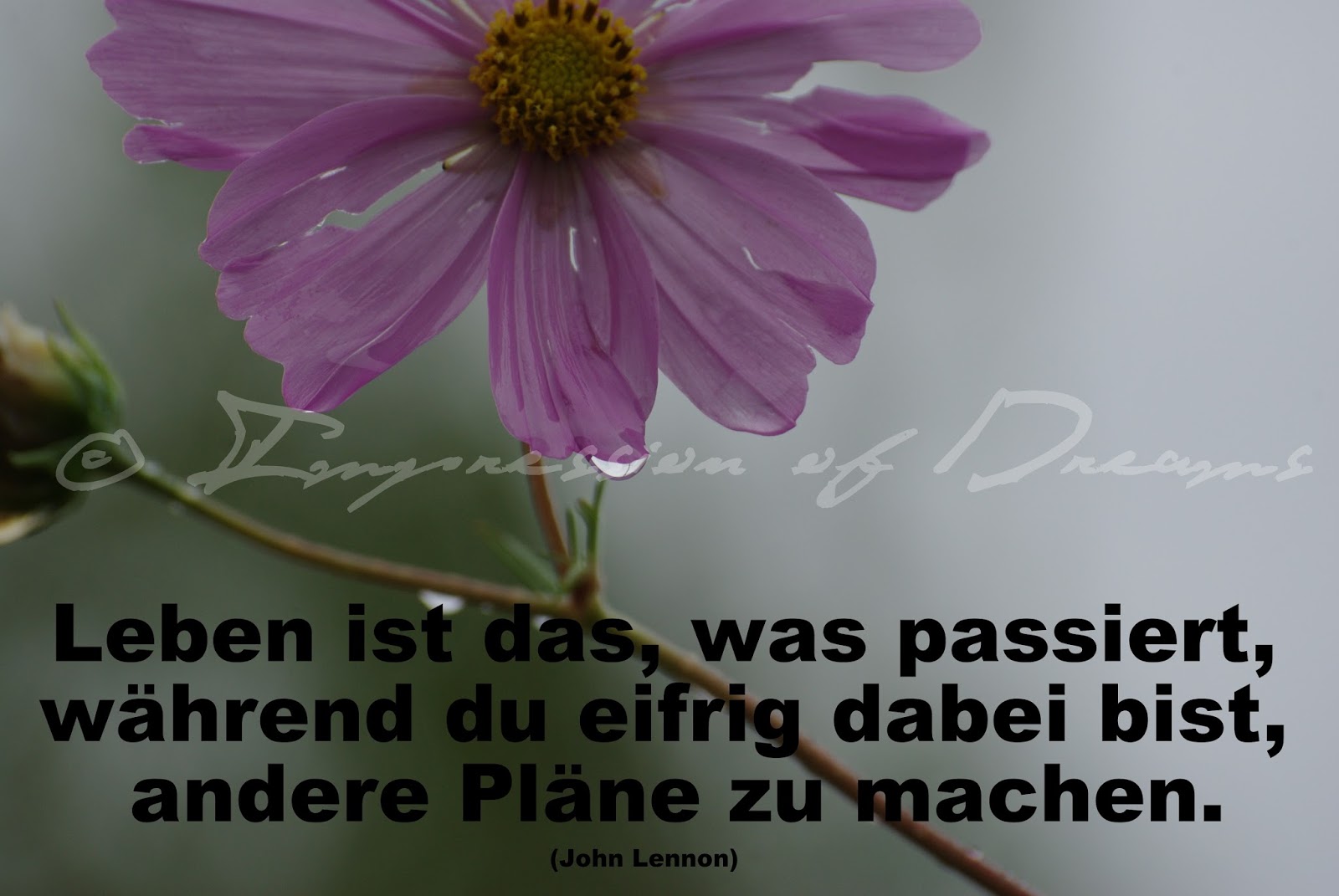 Lucciola: Spruch des Tages - 28.06.15