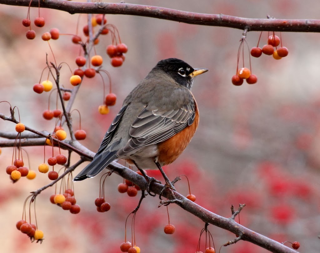 Listening in Nature Caroling Robins of December