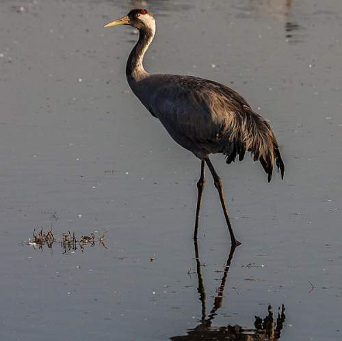 Indian birds - Common crane - Grus grus
