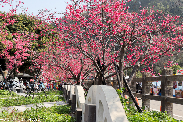台中后里|2019后里泰安櫻花季2/16-3/3|全台最美泰安派出所|免費賞櫻熱門景點 台中后里|2019后里泰安櫻花季2/16-3/3|全台最美泰安派出所|免費賞櫻熱門景點