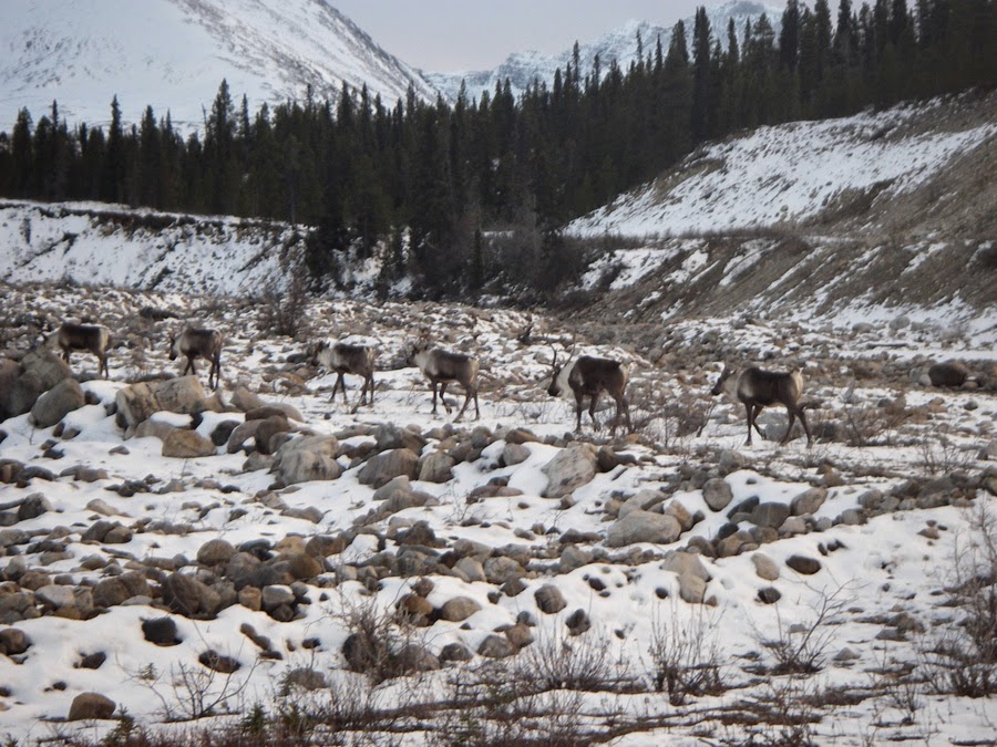 SOLYMONE BLOG CANADIAN CARIBOU, BOREAL FOREST ARE IN DANGER OF EXTINCTION?