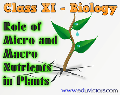 CBSE Class 11 - Biology - Role of Micro and Macro Nutrients in Plants (#cbseNotes)
