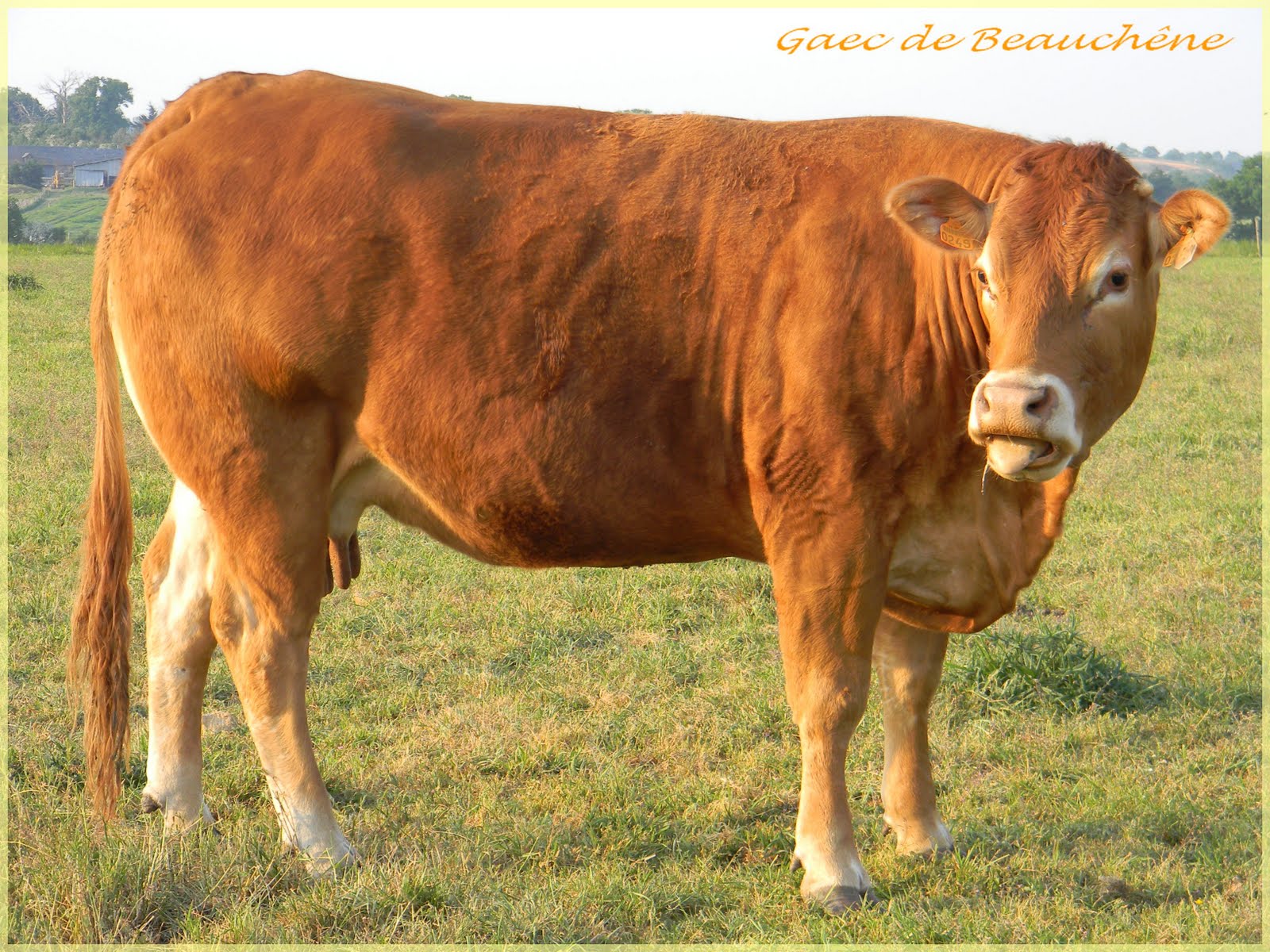 GAEC BEAUCHENE: LE CHEPTEL LIMOUSIN