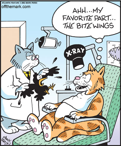 dental+xray+cat.jpg