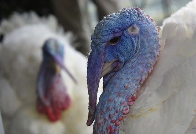 turkey+face.jpg