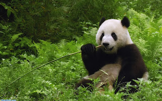 panda pictures, photos, in forest 