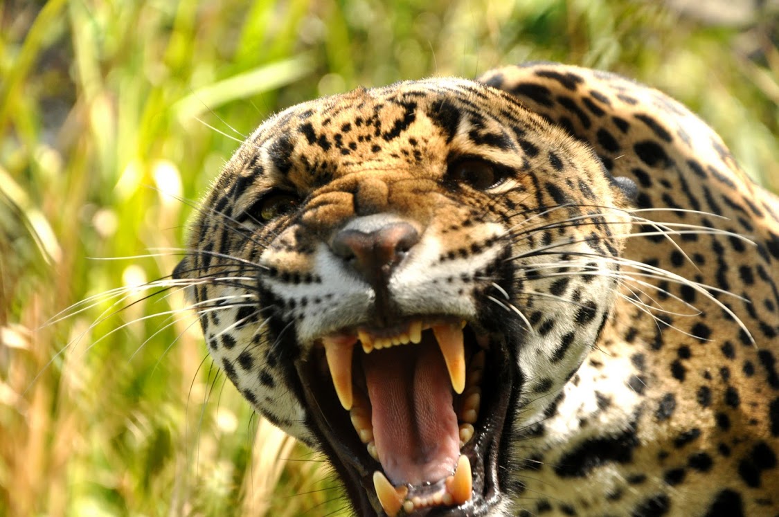 Cosas de Costa Rica: ¿Que animales se ven en Costa Rica?