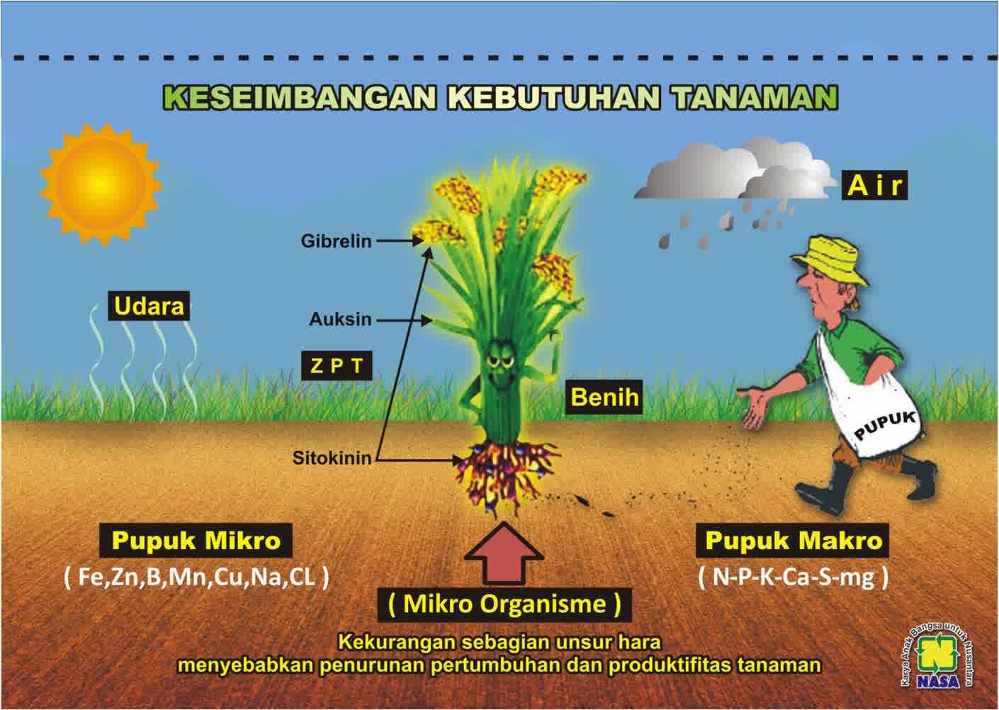 Pertanian Urban: Solusi Cerdas Mengurangi Penggunaan Lahan dengan Hidroponik