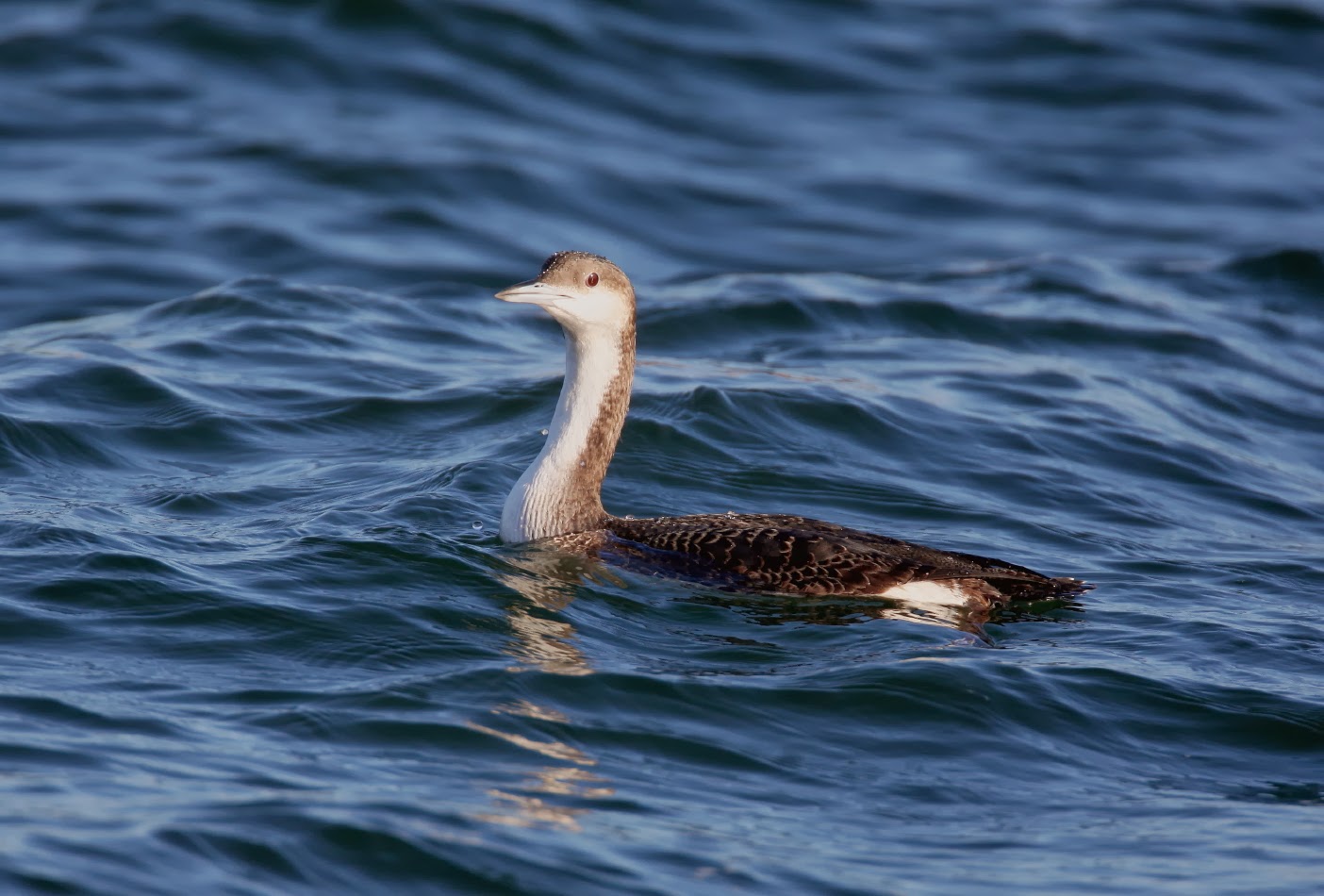 South Wales Birding. A few more Divers