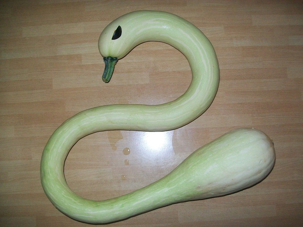 Semi Di Zucca Serpente Di Sicilia: La Zucca Lunga E Saporita | Pierucci Agricoltura - Foto 10