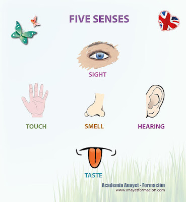 Five Senses -English