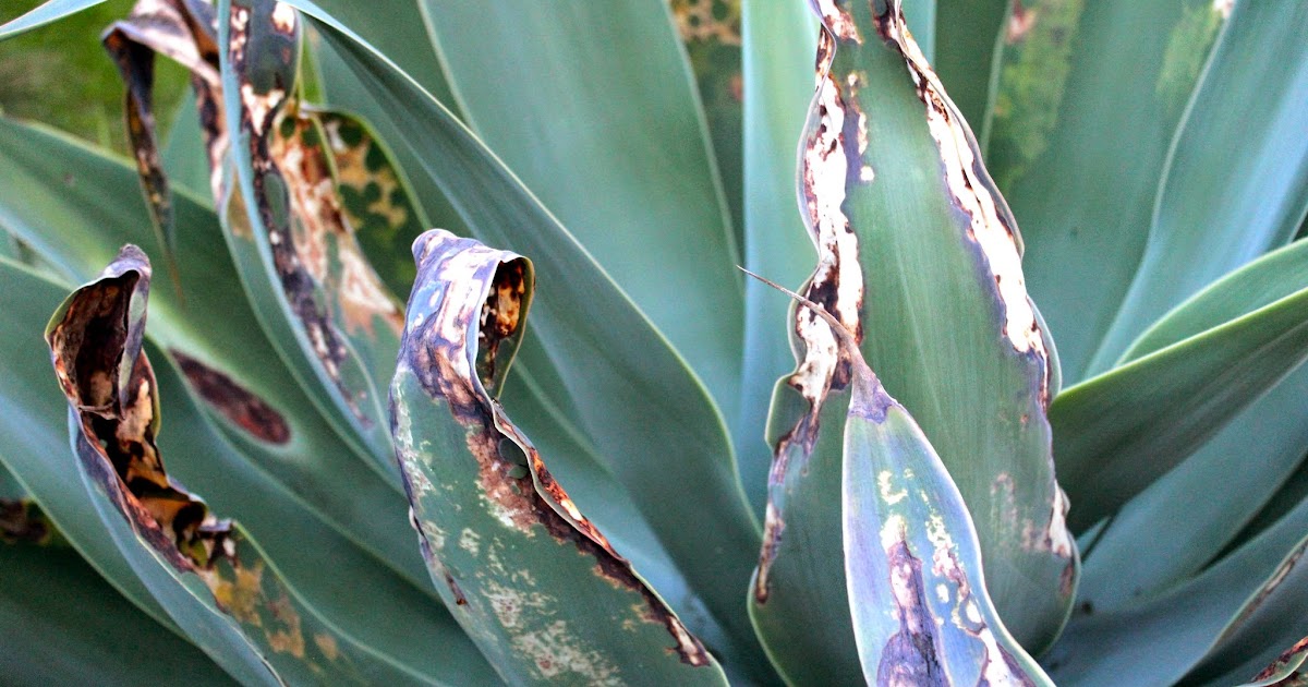 Florez Nursery Agave attenuata sunburn