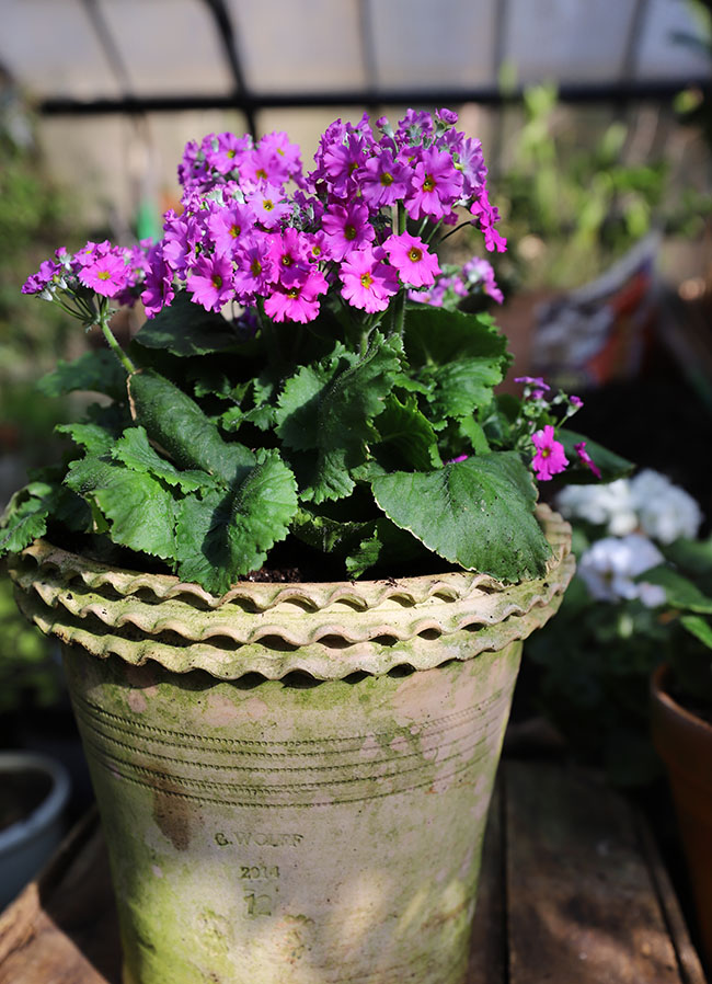 Winter Gardening Ramps Up - Book Reviews Pour In Winter Gardening Ramps Up - Book Reviews Pour In