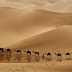 Camel  animal  hd wallpapers