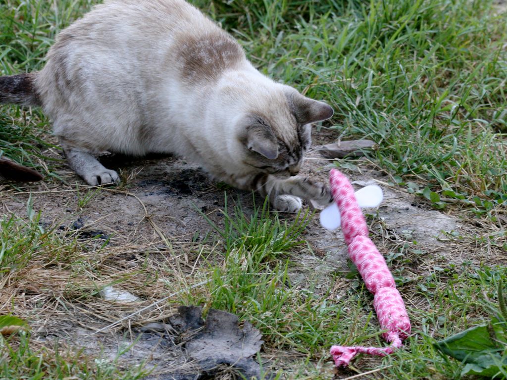 Feral Kittens, Cats, and Toys