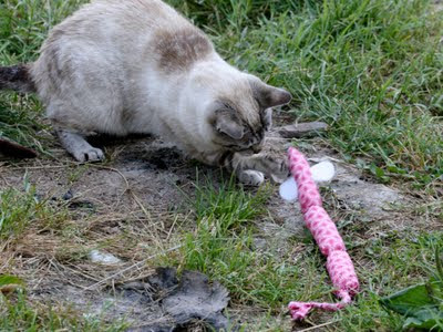 Fran the cat investigates a toy snakey mouse