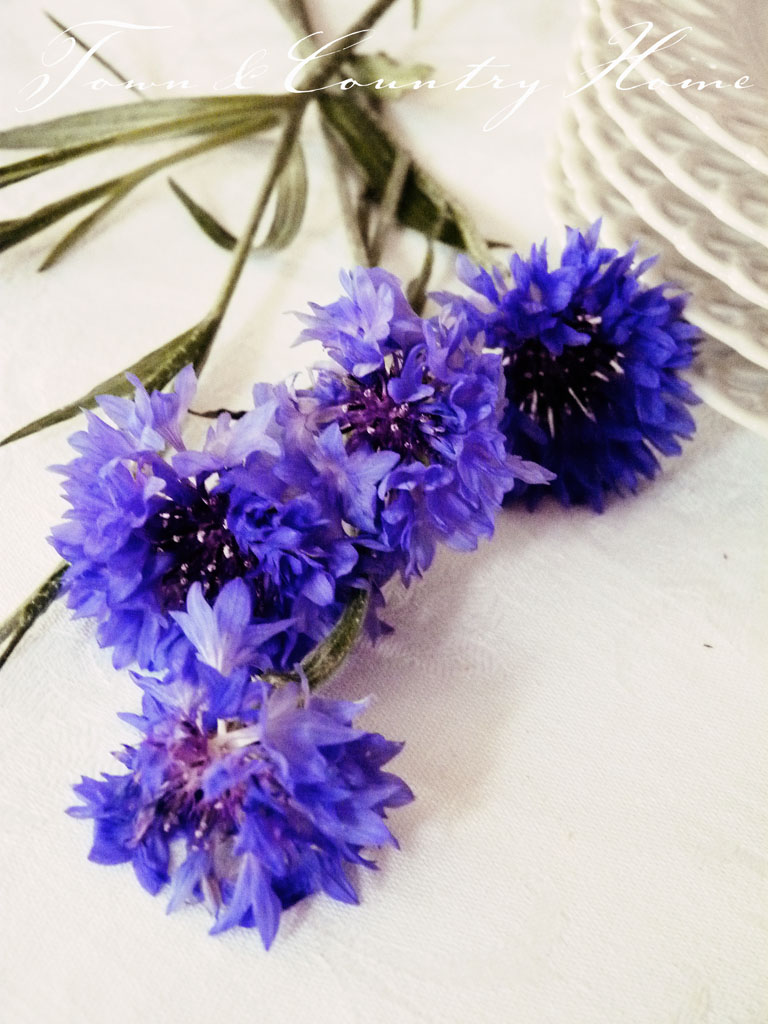 TOWN COUNTRY HOME: Flower Garden