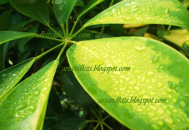 Até mesmo um dia de chuva, é capaz de proporcionar óptimas imagens, se estivermos dispostos a apanhar alguns salpicos... / Even on a rainy day, it is possible to get some fine images, if we are willing to catch some raindrops...