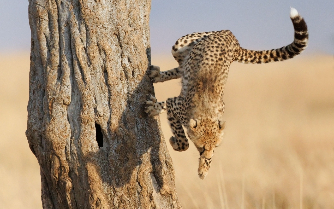 Climbing trees is fun for the cheetah in the