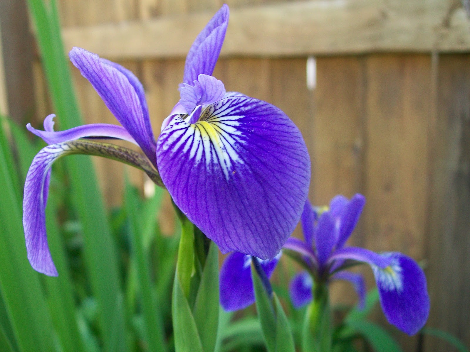 Indigo Flowers Flowers Wallpapers