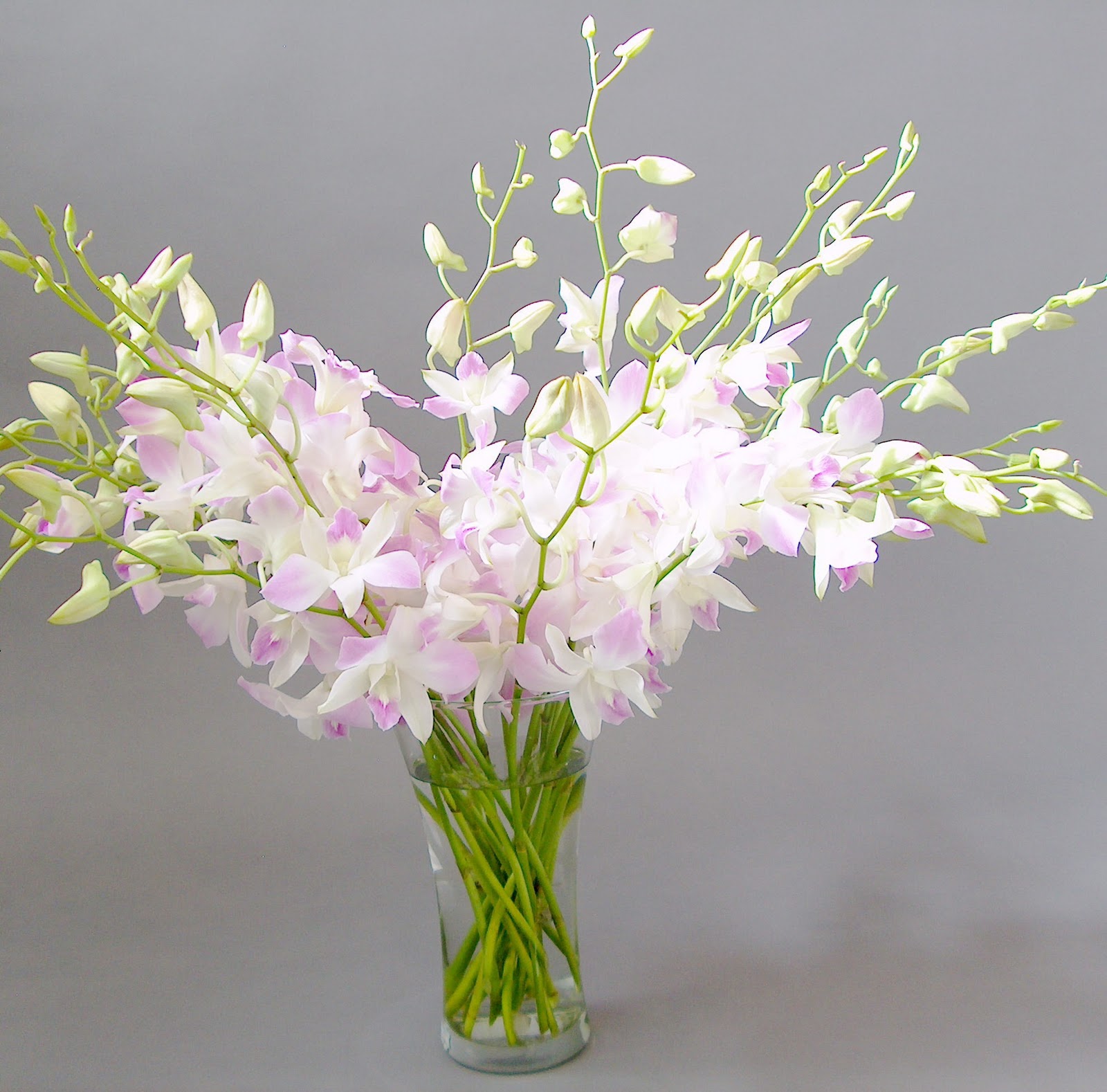 Online Orchid Flower Delivery Orchidaceous! Orchid Blog