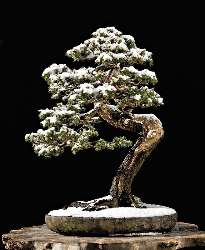 Walter Pall Bonsai Adventures some early winter images