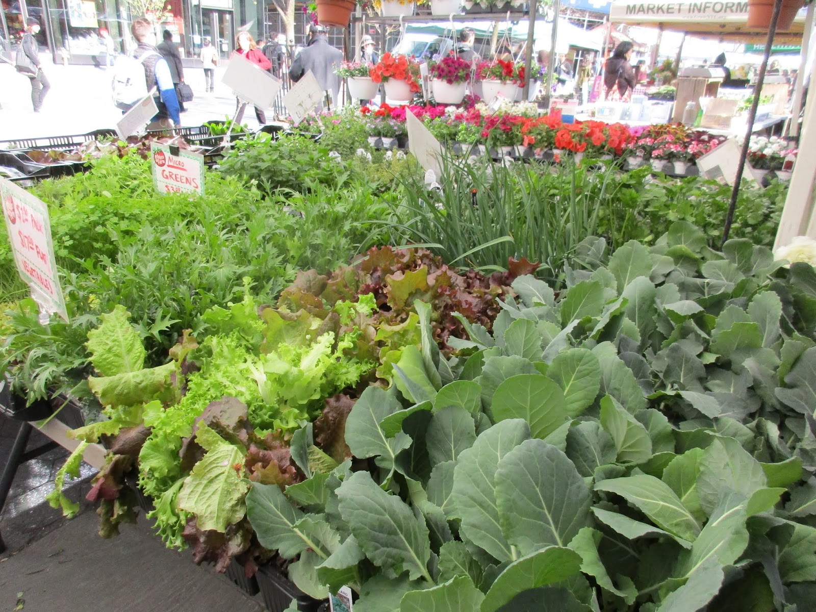 Lucy's Greenmarket Report There are lots of ramps at Mountain Sweet