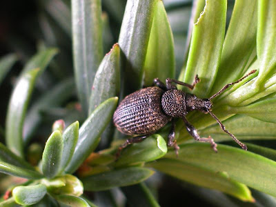 Adult vine weevil beetle on a Yew tree stem
