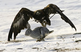 Eagle Hunting Pictures