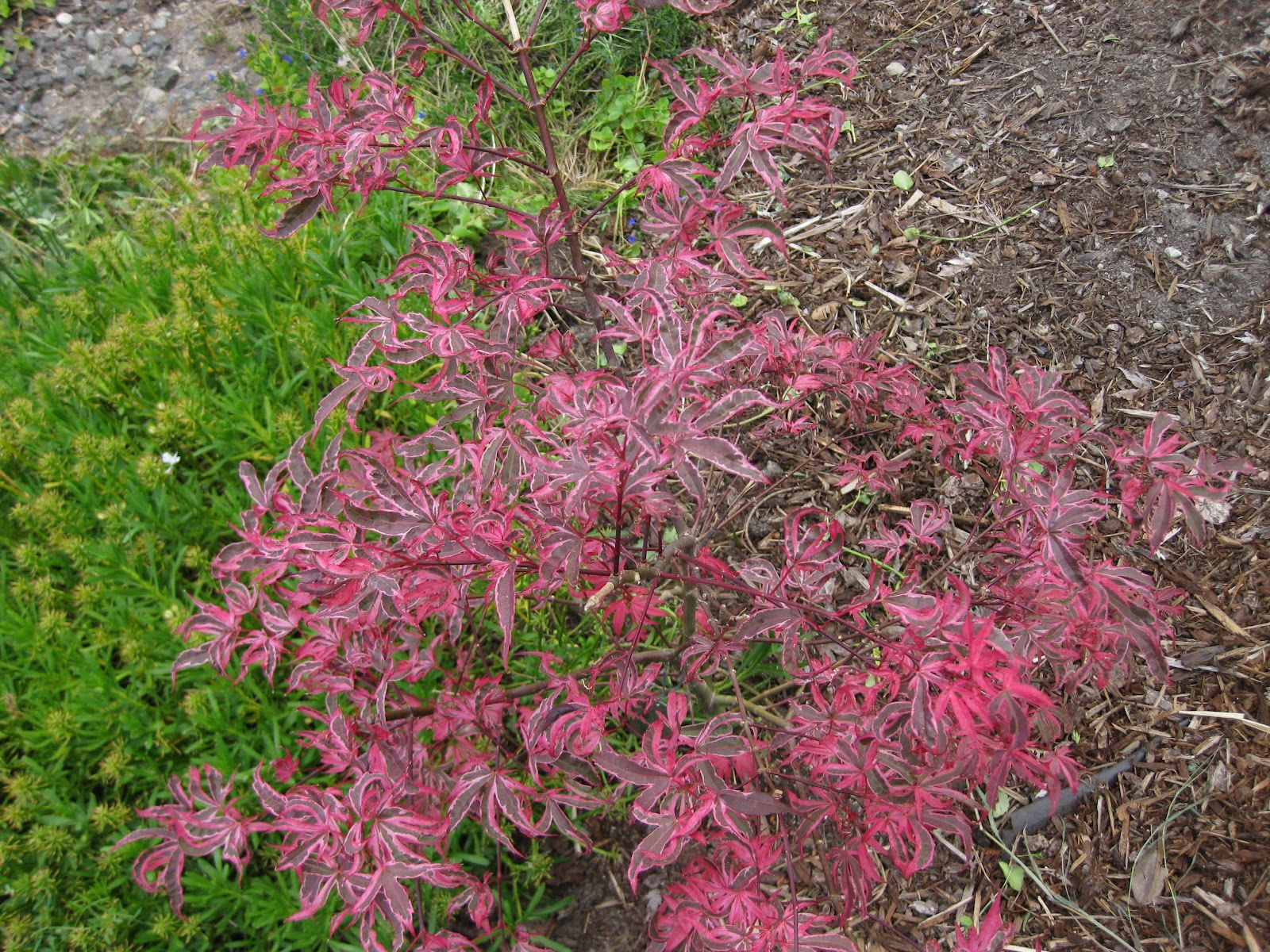 Mary's Maples Acer Palmatum Geisha Gone Wild