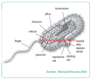Struktur, Bentuk dan Ukuran Tubuh Bakteri