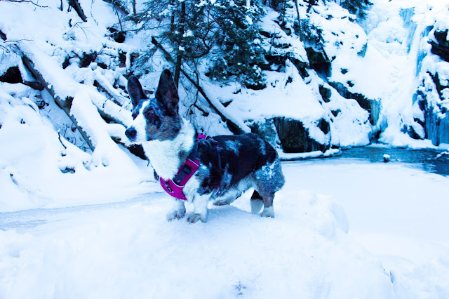 jak przygotować psa do wyjazdu w góry, góry z psem, karkonosze z psem