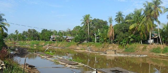 Budidaya Lele Keli di Keramba Cepat Besar untuk Pemula