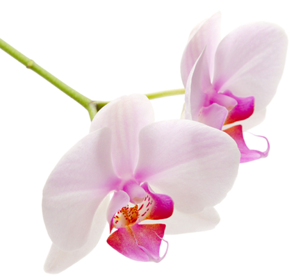 Paixão por orquídeas - Meu orquidário: Sobre as Orquídeas...