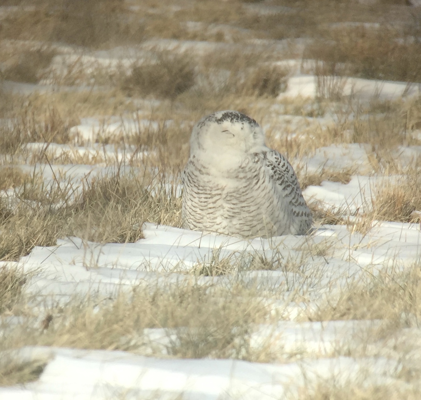 The Birdchaser Philadelphia Airport Snowy Owl