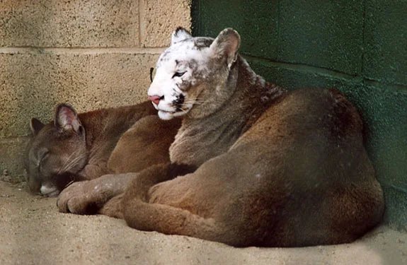 Puma con vitiligo