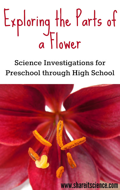 http://www.onlypassionatecuriosity.com/exploring-flowers-activities-preschool-high-school/