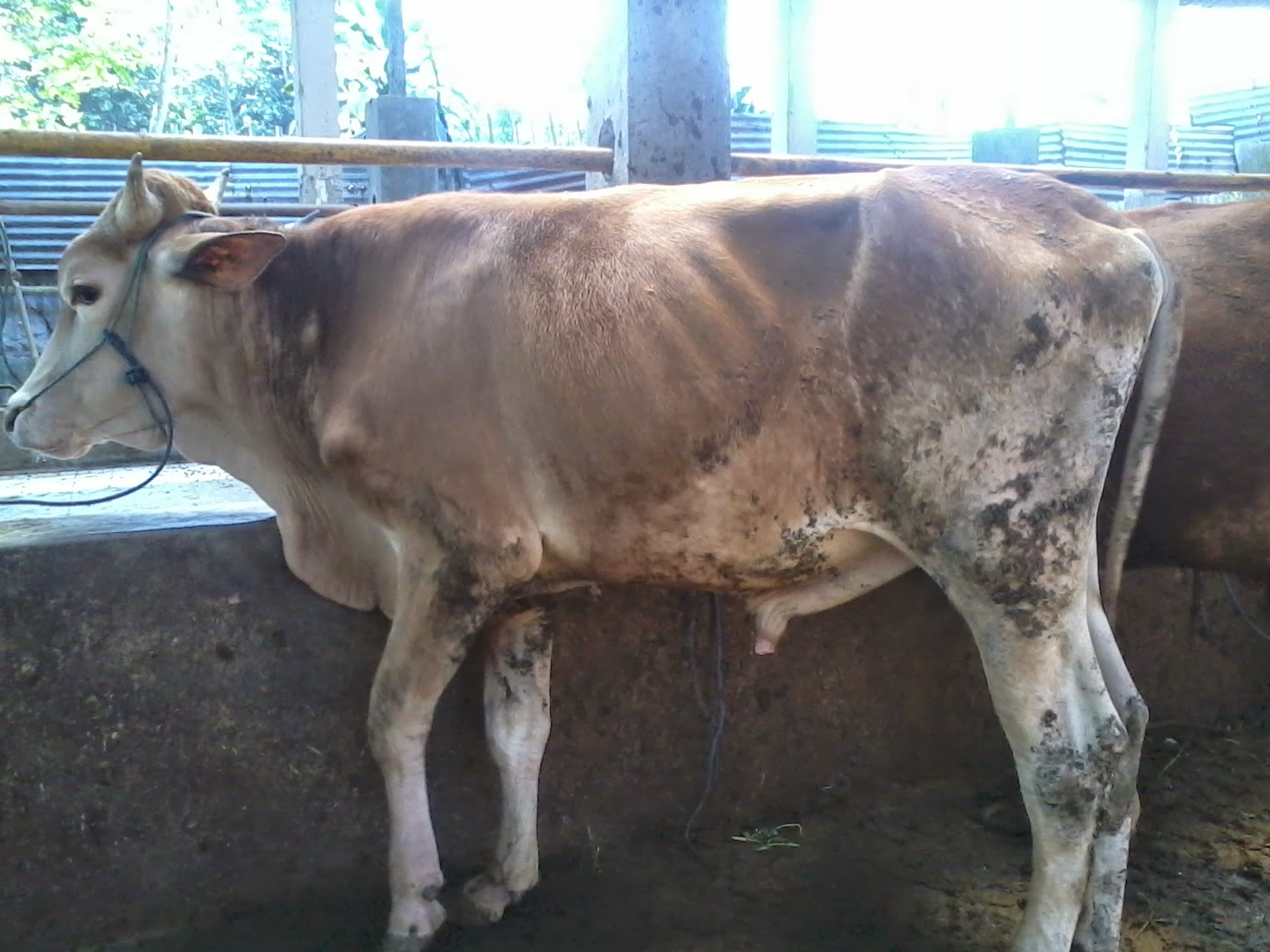 Image Result For Harga Sapi Qurban Image Result For Harga Sapi Qurban