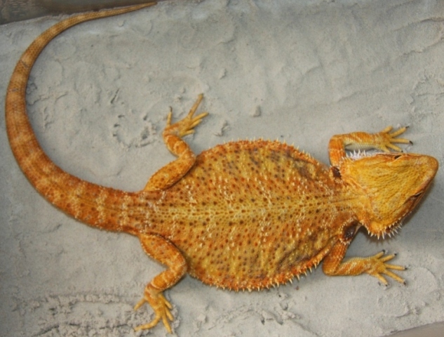 Agama Brodata Hypo Red Pastel