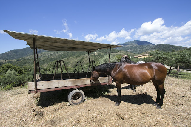 Passeggiata a cavallo-Agriturismo i Moresani